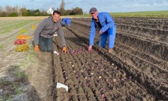 News image: CNB Hyacintenshowtuinen geplant!